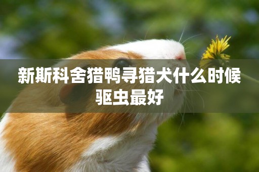 新斯科舍獵鴨尋獵犬什么時候驅蟲最好
