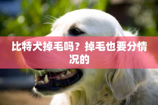 比特犬掉毛嗎？掉毛也要分情況的