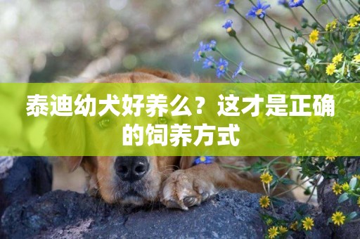 泰迪幼犬好養么？這才是正確的飼養方式