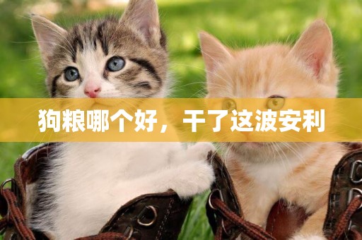 狗糧哪個好，干了這波安利