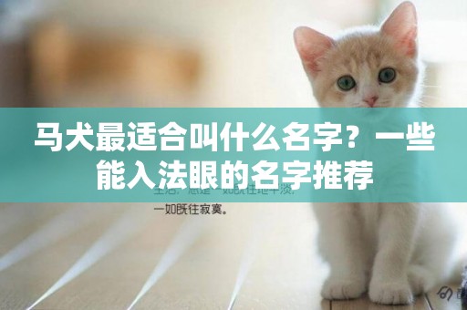馬犬最適合叫什么名字？一些能入法眼的名字推薦