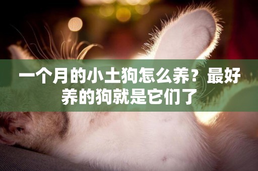 一個月的小土狗怎么養？最好養的狗就是它們了