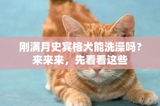 剛滿月史賓格犬能洗澡嗎？來來來，先看看這些