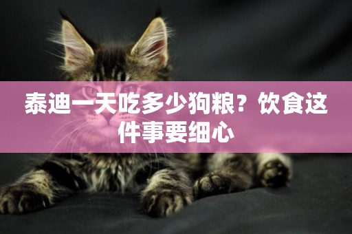 泰迪一天吃多少狗糧？飲食這件事要細心