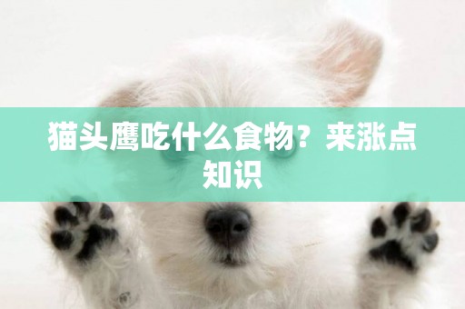 貓頭鷹吃什么食物？來漲點知識