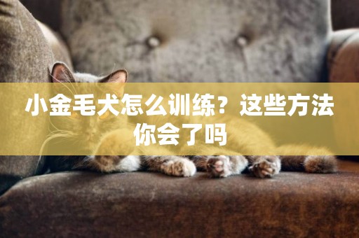 小金毛犬怎么訓練？這些方法你會了嗎