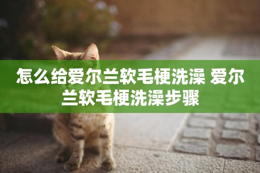 怎么給愛爾蘭軟毛梗洗澡 愛爾蘭軟毛梗洗澡步驟