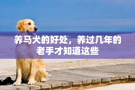 養馬犬的好處，養過幾年的老手才知道這些