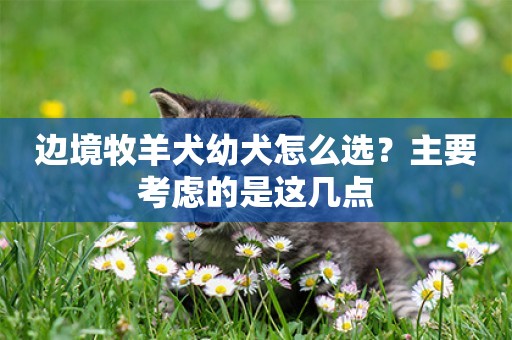 邊境牧羊犬幼犬怎么選？主要考慮的是這幾點