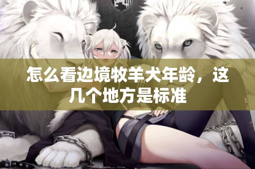 怎么看邊境牧羊犬年齡，這幾個地方是標準