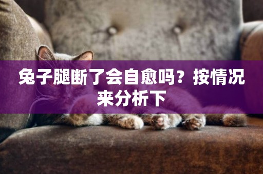 兔子腿斷了會自愈嗎？按情況來分析下