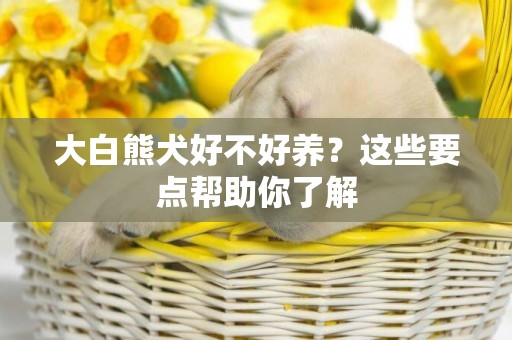 大白熊犬好不好養？這些要點幫助你了解