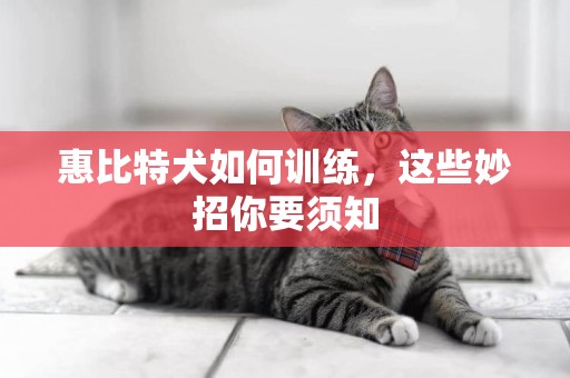 惠比特犬如何訓練，這些妙招你要須知