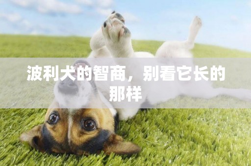 波利犬的智商，別看它長的那樣