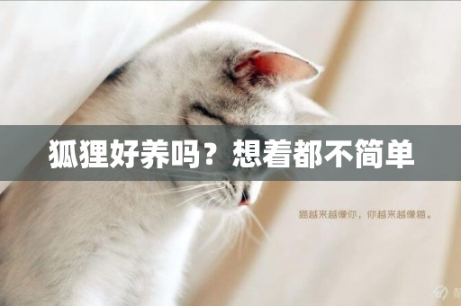 狐貍好養嗎？想著都不簡單