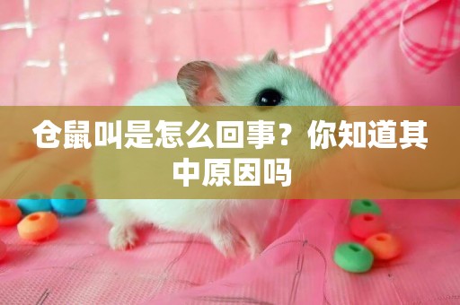 倉鼠叫是怎么回事？你知道其中原因嗎