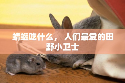蜻蜓吃什么， 人們最愛的田野小衛士