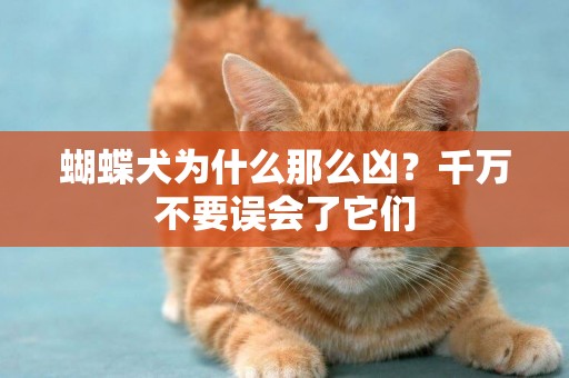 蝴蝶犬為什么那么兇？千萬不要誤會了它們