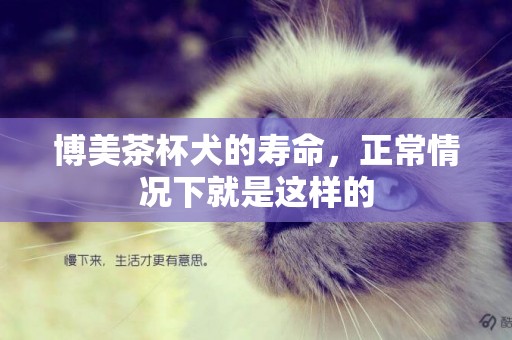 博美茶杯犬的壽命，正常情況下就是這樣的