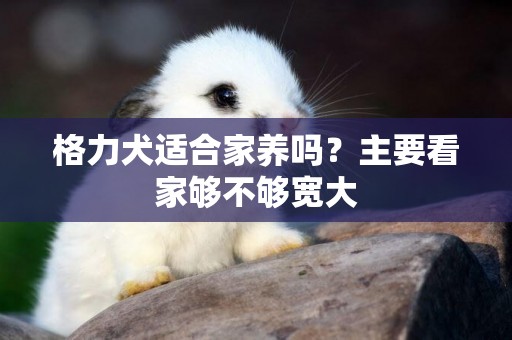 格力犬適合家養嗎？主要看家夠不夠寬大