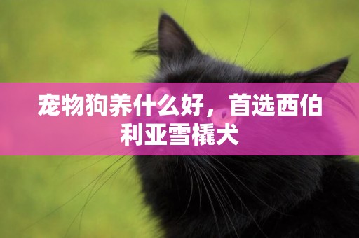 寵物狗養什么好，首選西伯利亞雪橇犬
