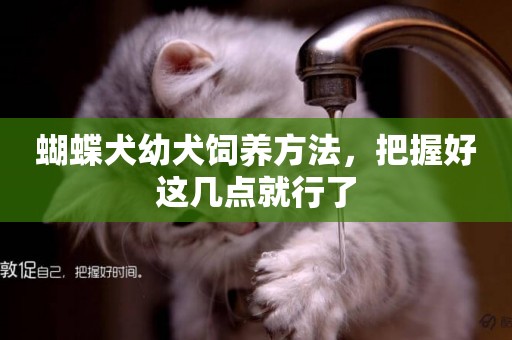 蝴蝶犬幼犬飼養方法，把握好這幾點就行了