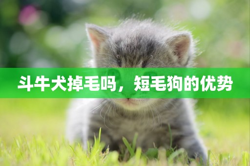 斗牛犬掉毛嗎，短毛狗的優勢