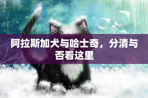 阿拉斯加犬與哈士奇，分清與否看這里