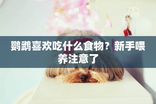 鸚鵡喜歡吃什么食物？新手喂養注意了