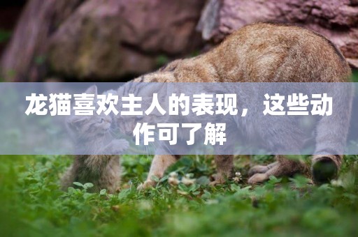 龍貓喜歡主人的表現，這些動作可了解