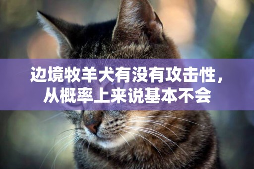 邊境牧羊犬有沒有攻擊性，從概率上來說基本不會
