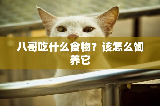 八哥吃什么食物？該怎么飼養它