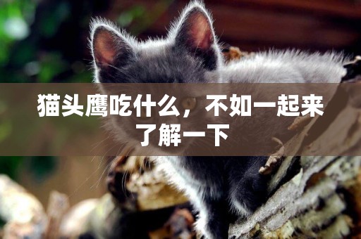 貓頭鷹吃什么，不如一起來了解一下