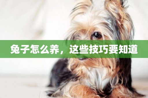 兔子怎么養，這些技巧要知道
