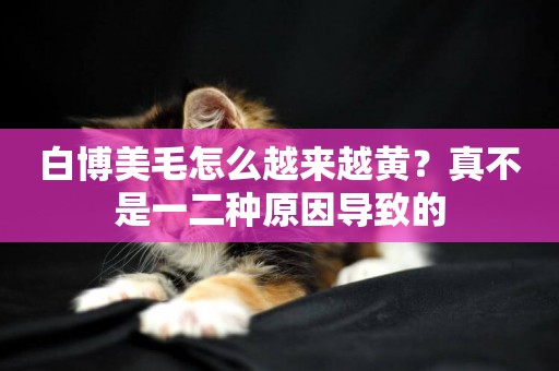 白博美毛怎么越來越黃？真不是一二種原因導致的