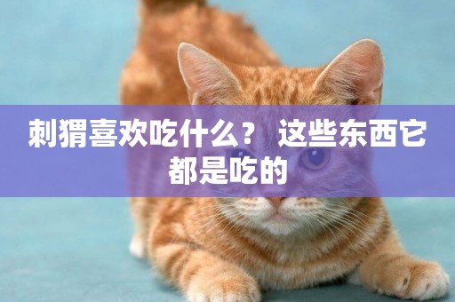刺猬喜歡吃什么？ 這些東西它都是吃的