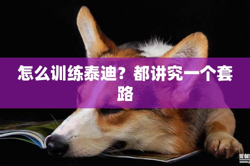 怎么訓練泰迪？都講究一個套路