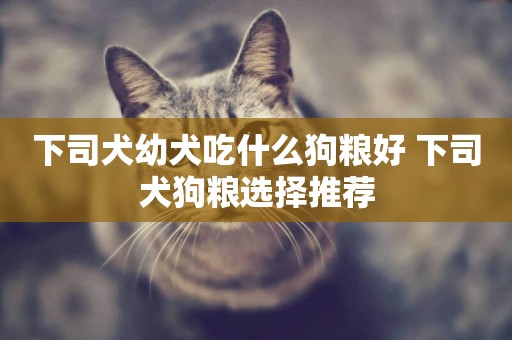 下司犬幼犬吃什么狗糧好 下司犬狗糧選擇推薦