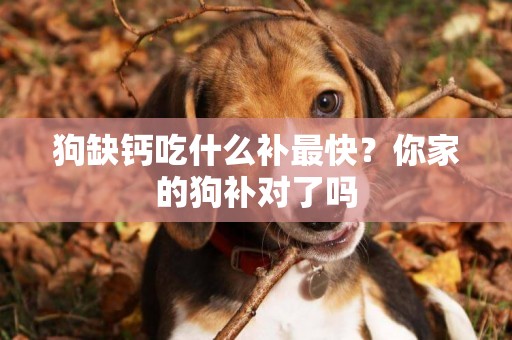 狗缺鈣吃什么補最快？你家的狗補對了嗎
