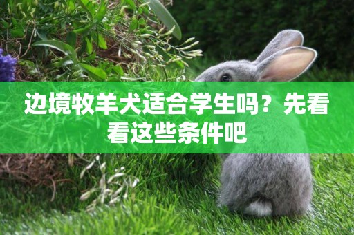 邊境牧羊犬適合學生嗎？先看看這些條件吧