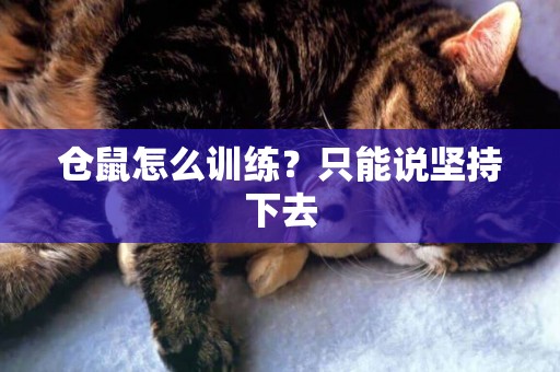 倉鼠怎么訓練？只能說堅持下去