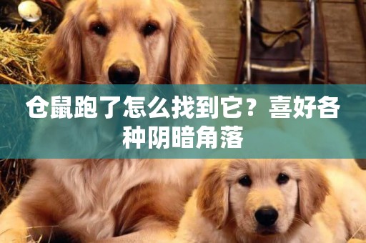倉鼠跑了怎么找到它？喜好各種陰暗角落