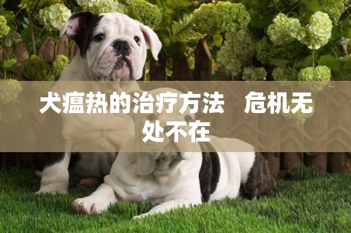 犬瘟熱的治療方法   危機無處不在