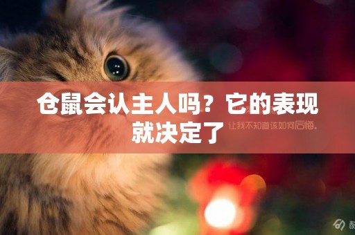 倉鼠會認主人嗎？它的表現就決定了