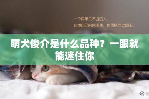 萌犬俊介是什么品種？一眼就能迷住你