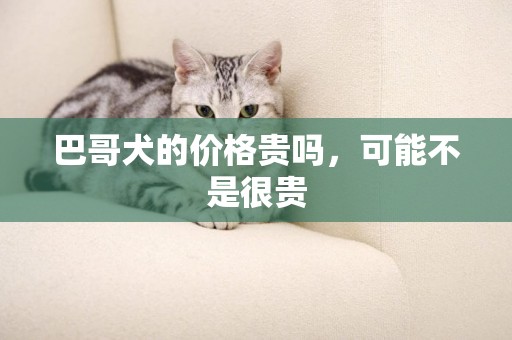 巴哥犬的價格貴嗎，可能不是很貴
