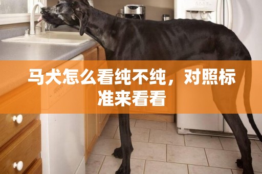 馬犬怎么看純不純，對照標準來看看