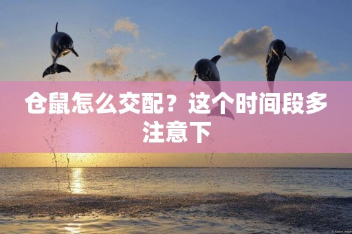 倉鼠怎么交配？這個時間段多注意下
