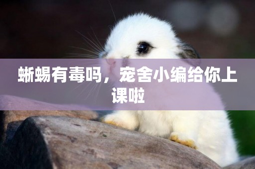 蜥蜴有毒嗎，寵舍小編給你上課啦