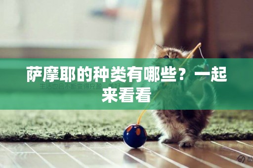 薩摩耶的種類有哪些？一起來看看